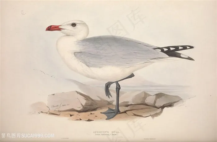 高清欧洲鸟类装饰画插画