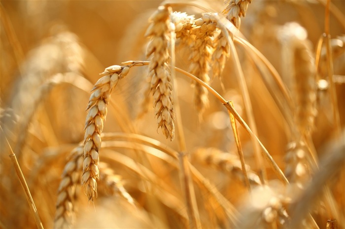 高清稻穗特显图片