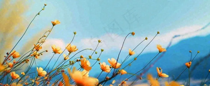 简约橙色小花鲜花，蓝色天空山脉虚幻意境摄影图(1712x704)