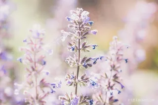 清新唯美鲜花摄影薰衣草图片