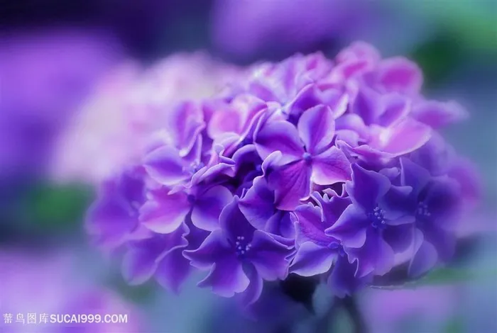 高清唯美绣球鲜花图片