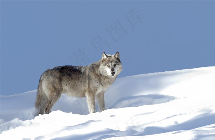 一直冷静的狼图片