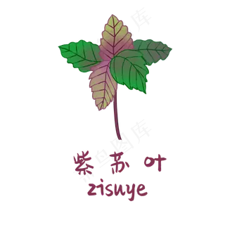 手绘草本中药药材紫苏叶