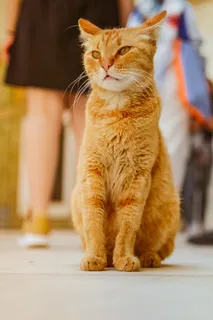 可爱猫咪猫猫摄影素材