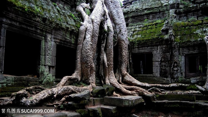 唯美老树根风景画壁纸