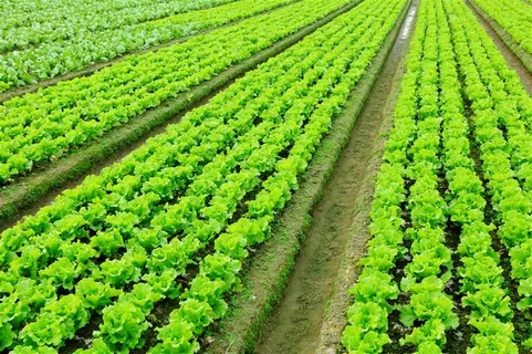 田地里的整齐的蔬菜高清摄影图