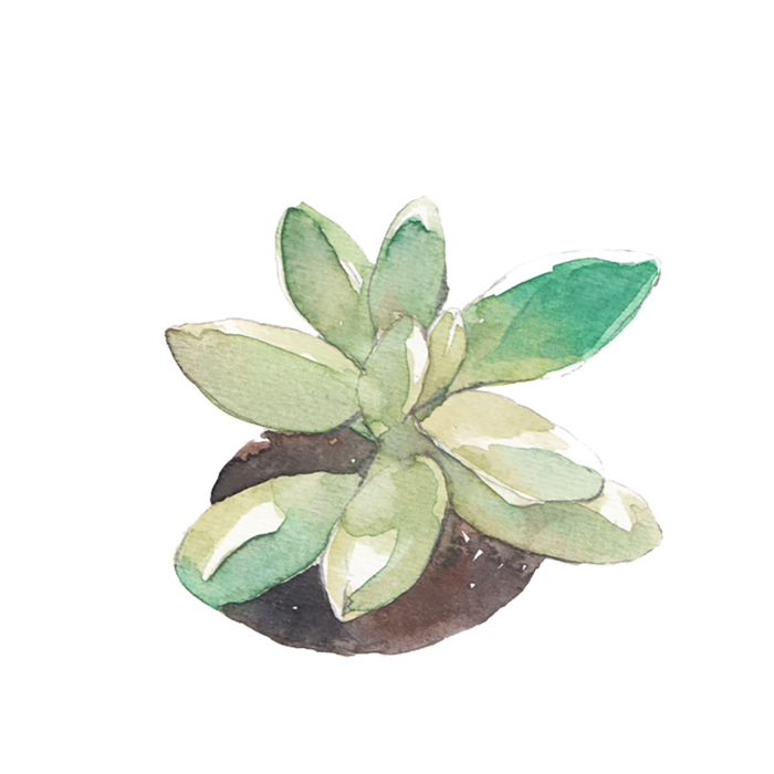 花朵蓝色简笔