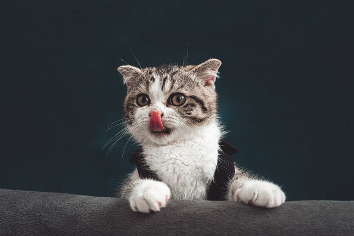 猫, 小猫, 宠物, 舔, 舌头, 年轻的猫, 动物
