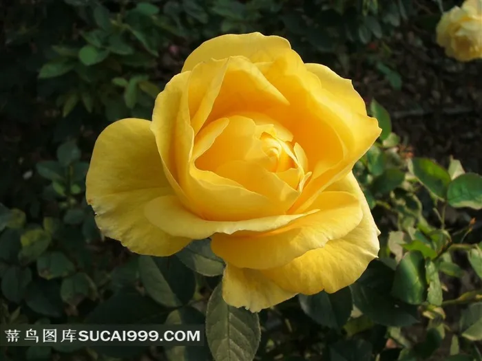 秀丽的黄色玫瑰花鲜花图片