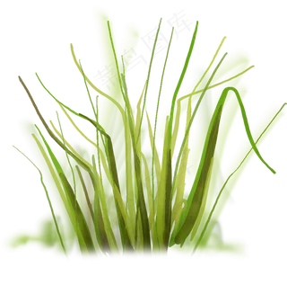 小草免抠　