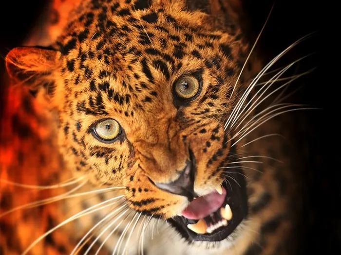 高清野生猎豹图片