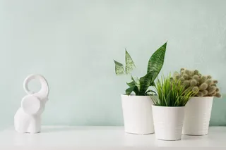 北欧桌面简约绿植盆栽场景(58)