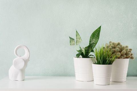 北欧桌面简约绿植盆栽场景(58) 北欧桌面简约绿植盆栽场景(58)