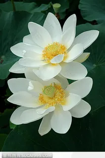 两朵排列的白荷花鲜花图片