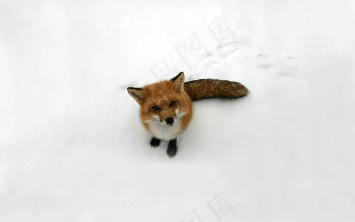 雪地中仰头向上看的狐狸