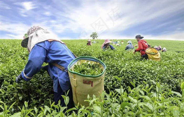 采茶的茶农们田园风光