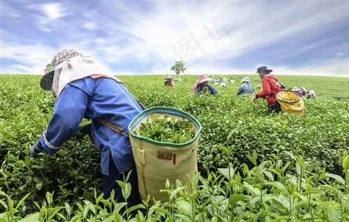 采茶的茶农们田园风光 采茶的茶农们田园风光