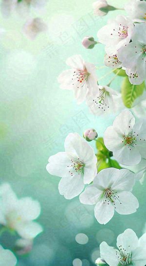 春天白色的樱花花朵开满枝头立春惊蛰春分摄影图