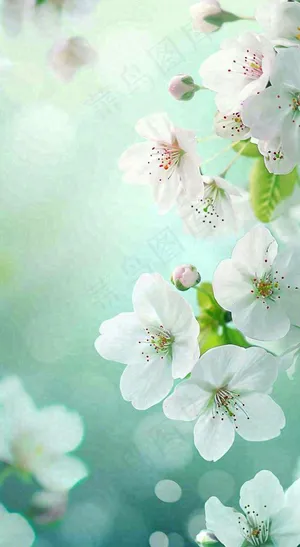 春天白色的樱花花朵开满枝头立春惊蛰春分摄影图