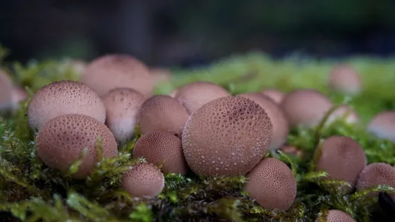 森林蘑菇图片欣赏 森林蘑菇图片欣赏