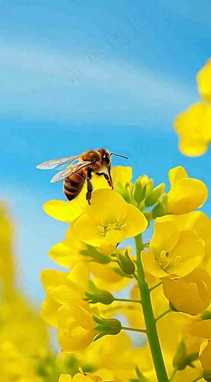 蓝天下蜜蜂在黄色花朵上,春天摄影图 蓝天下蜜蜂在黄色花朵上,春天摄影图