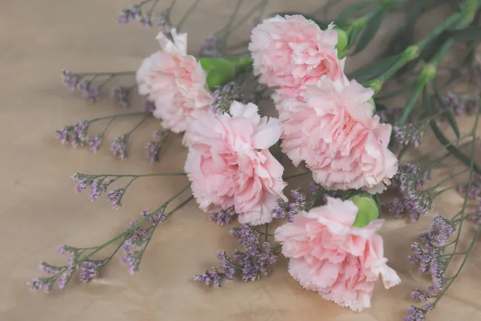 粉色康乃馨鲜花图片
