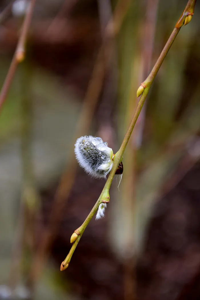 风景 露水 素材拍摄 (76)