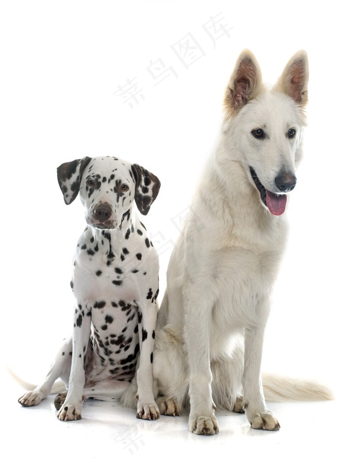 白色狼狗狗图片