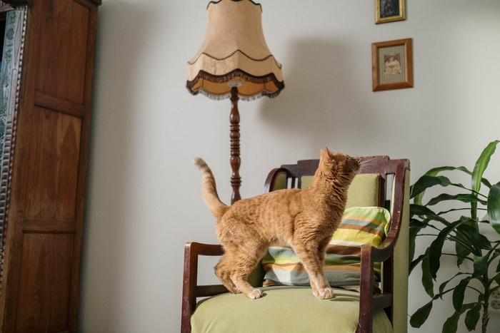 可爱猫咪猫猫摄影素材