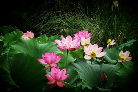 池塘中美丽的荷花和荷叶摄影 池塘中美丽的荷花和荷叶摄影