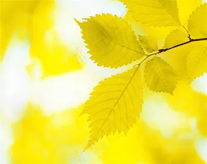 冬季唯美黄叶背景图片 冬季唯美黄叶背景图片