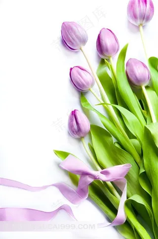 郁金香花与丝带蝴蝶结特写摄影高清图片