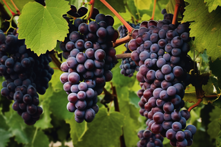 葡萄种植园黑葡萄摄影图