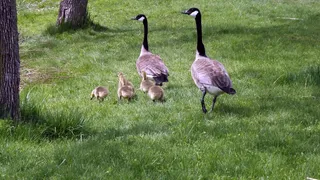 灰色大鹅小鹅图片