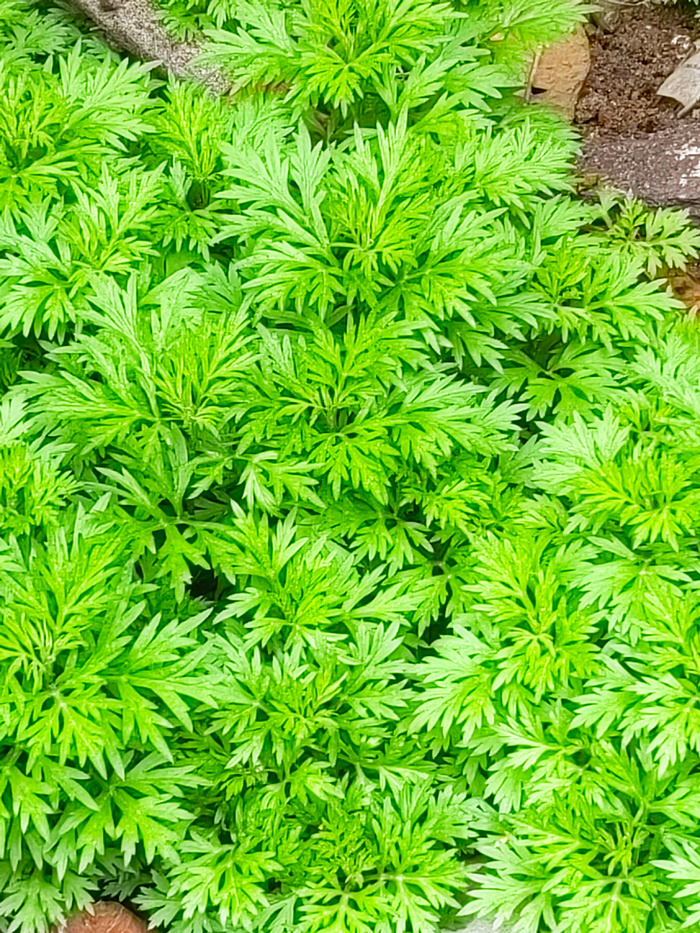 春季蕲春艾草