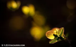 树林树木-阳光照耀着的一只嫩芽