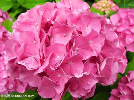 高清茂盛的粉色绣球花图片