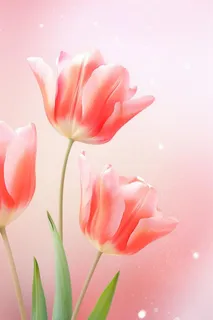 粉色清新郁金香鲜花背景