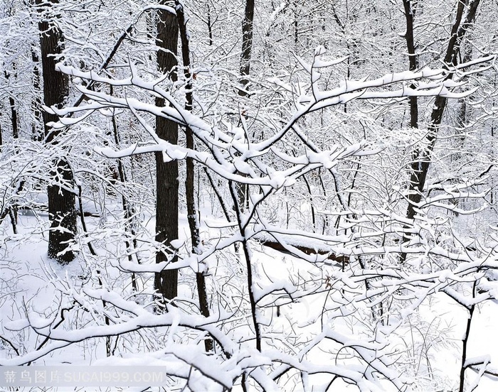 雪景树枝树林风景画