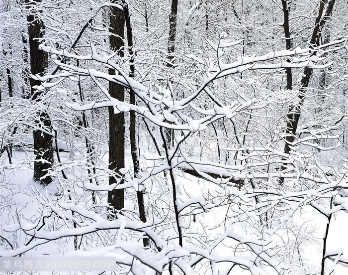 雪景树枝树林风景画