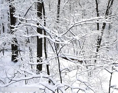 雪景树枝树林风景画 雪景树枝树林风景画