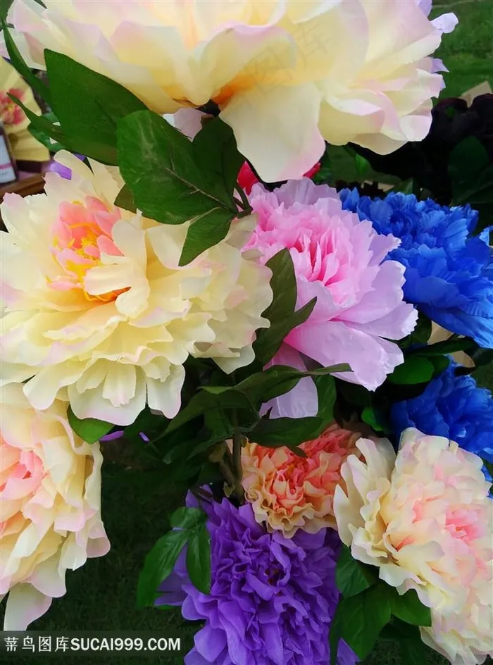 高清五颜六色牡丹花图片