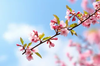 春天阳光明媚的树枝上开满了粉红色的花朵摄影图