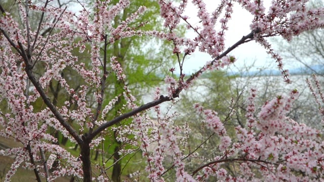 樱桃, 开花, 春天, 粉色的, 自然, 花朵