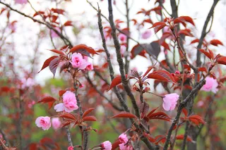 春天红叶粉花特别微距