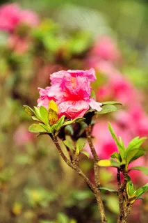 杜鹃花图片 杜鹃花图片