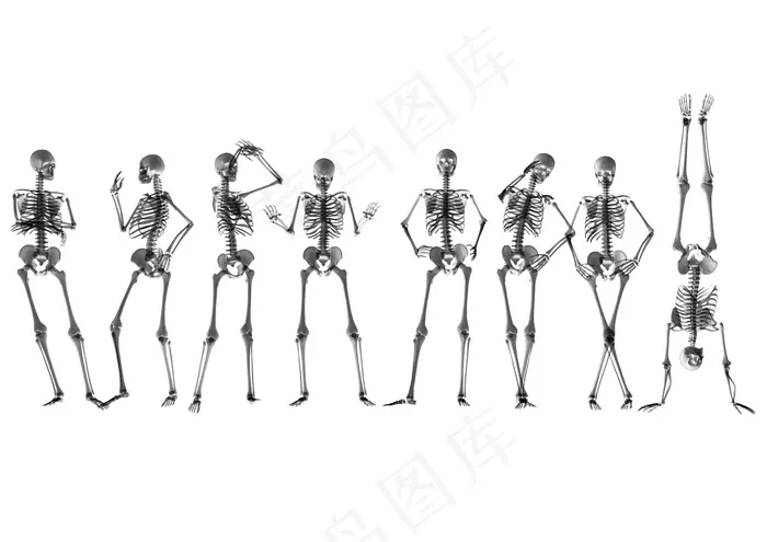 正常人体骨骼结构图 正常人体骨骼结构图