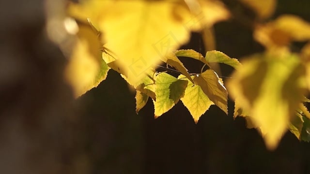 秋季, 叶子, 自然, 丰富多彩的, 森林, 树木, 十月