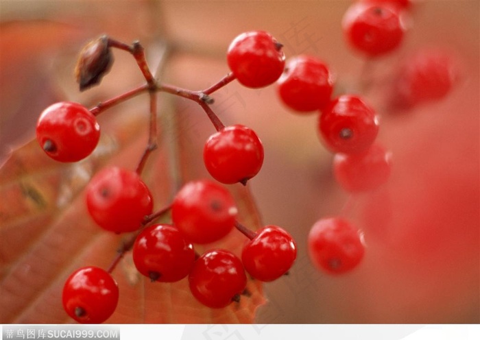 自然生物-漂亮的红色果实