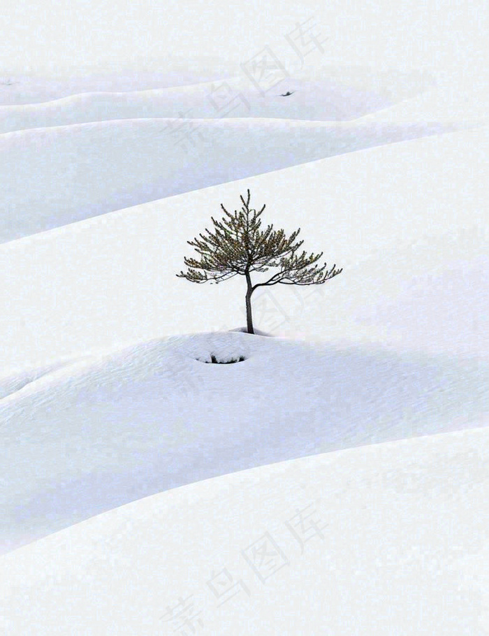 冬天意境简约松树雪地，立冬冬至小雪大雪小寒大寒(960x1248)